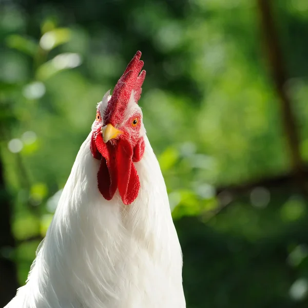 White Cockerel (Rooster) — Stock Photo, Image