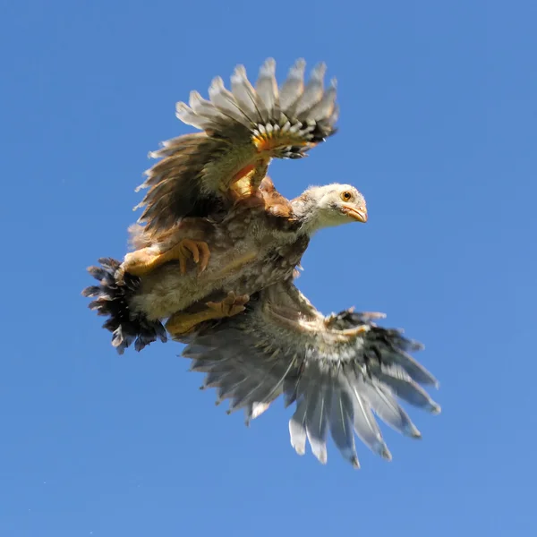 Młody kurczak latający w niebo ze skrzydłami rozprzestrzeniania — Zdjęcie stockowe