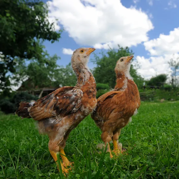 Hühner auf grünem Rasen schauen auf — Stockfoto