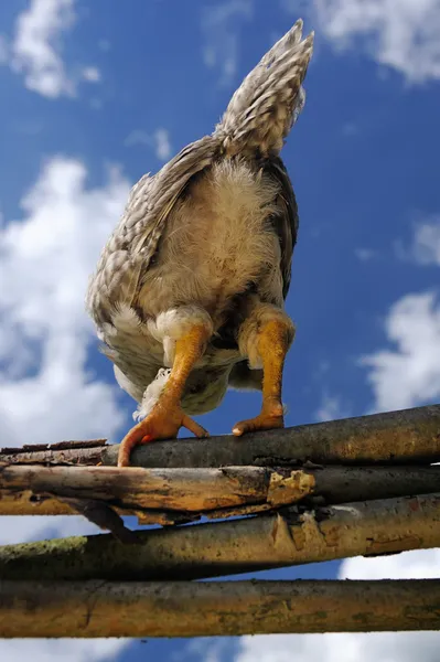 ด้านหลังของไก่บนรั้ววิกเกอร์ — ภาพถ่ายสต็อก