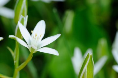 Beyaz tükürük otu (çim Lily) çiçek yatakta