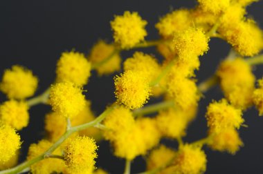 Akasya (Mimosa) şube sarı çiçekler Closeup ile