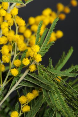 Sarı akasya (Mimosa) çiçek ve yaprakları portre