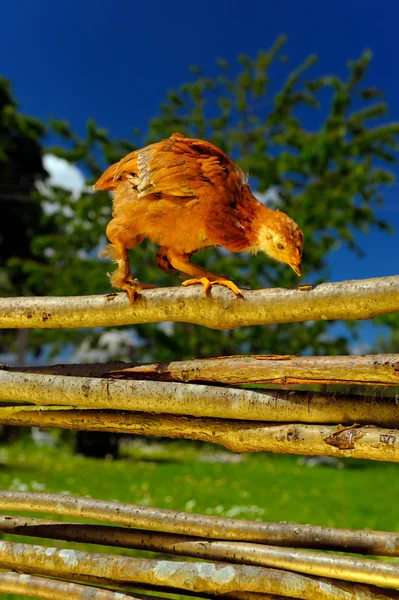 Pollo caminando en valla de mimbre — Foto de Stock