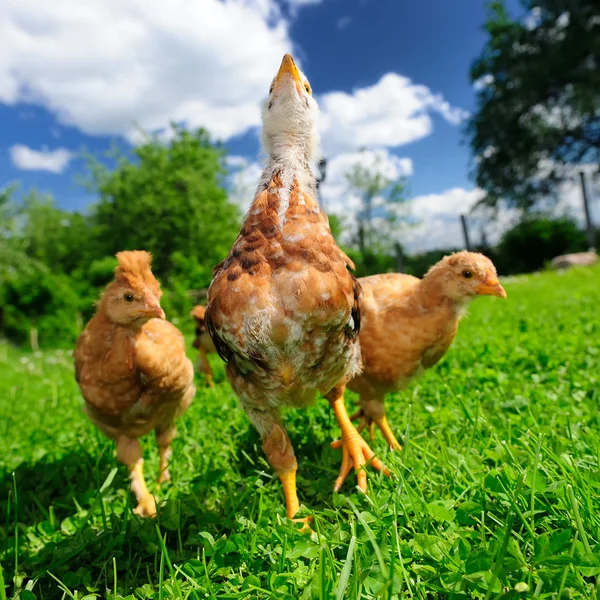 Yeşil çim üzerinde üç tavuk — Stok fotoğraf