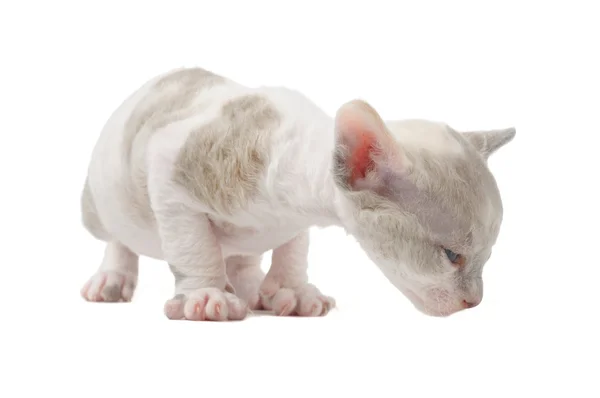 Niedliches Baby Cornish Rex Kätzchen isoliert auf weißem Hintergrund — Stockfoto