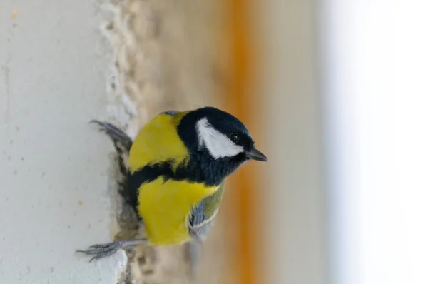 Gran primer plano de pájaro Tit — Foto de Stock