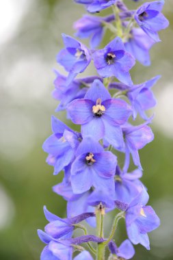 Mavi delphinium çiçekler