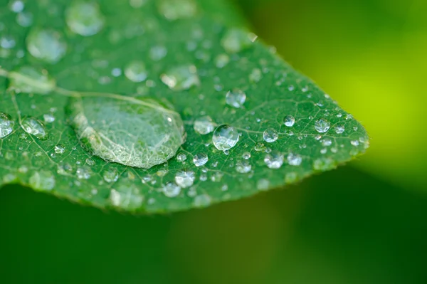 Dew Drops on Green Leaf Macro — Stock Photo, Image