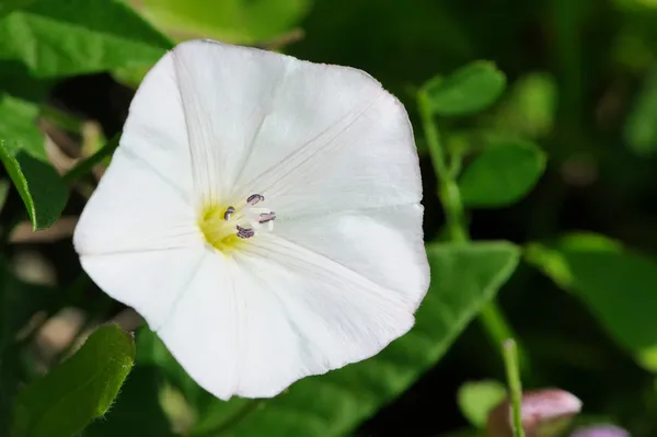 Fehér Convolvulus (mezei szulák) virág közelről — Stock Fotó