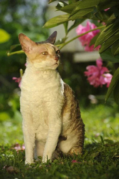 Корниш рекс кошки на улице — стоковое фото