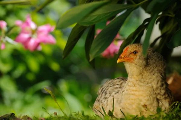 Bush altında oturan tavuk — Stok fotoğraf
