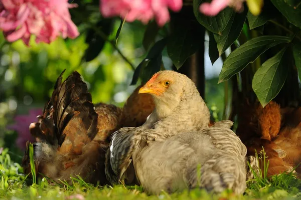 Bush altında oturan tavuk — Stok fotoğraf