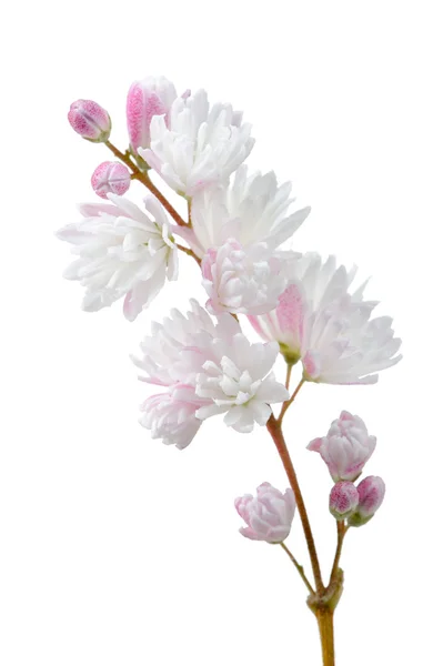 Beautiful Deutzia Scabra Flowers on White Background — Zdjęcie stockowe
