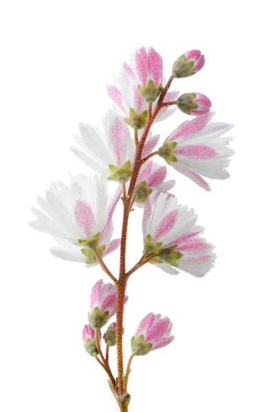 Elegante rosado blanco difuso Deutzia Flores sobre fondo blanco — Foto de Stock