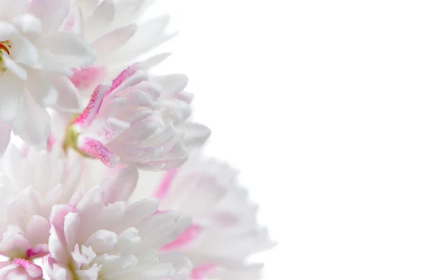 Pretty Pinkish White Deutzia Scabra Flowers on White Background — Zdjęcie stockowe