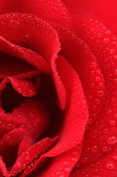 Rosa Vermelha bonita com gotas de água macro — Fotografia de Stock