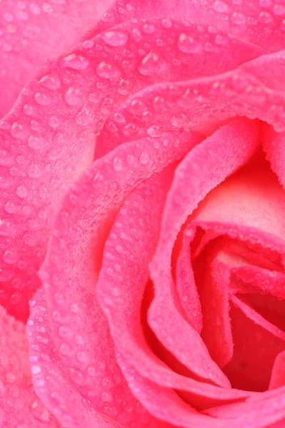 Vacker Rosa Ros med vatten droppar makro — Stockfoto
