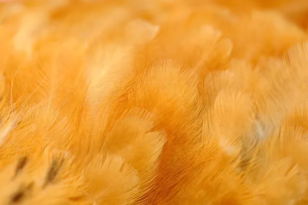 Rode kip veren close-up — Stockfoto