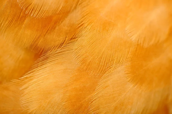 Piume di pollo rosso Macro — Foto Stock