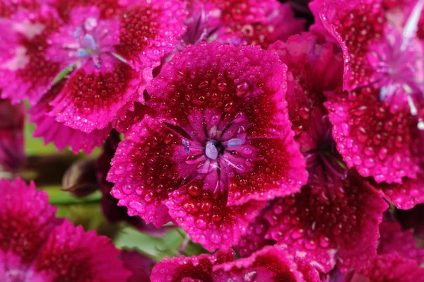 Pink Sweet William Flores con gotas de agua —  Fotos de Stock