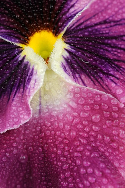 水と紫のパンジー紫色の花をドロップします。 — ストック写真