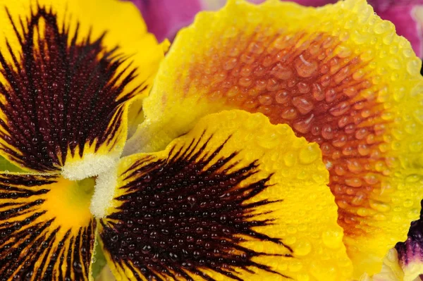 Σταγόνες κίτρινο πανσές μοβ λουλούδι με νερό — Φωτογραφία Αρχείου