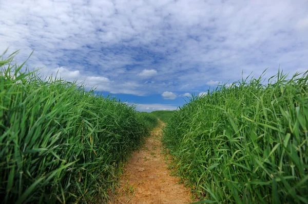 Chemin à travers le champ vert — Photo