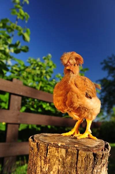 Red Crested Chicken on Tree Stump — Stock Photo, Image