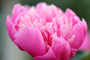 pembe Şakayık çiçeği yakın çekim