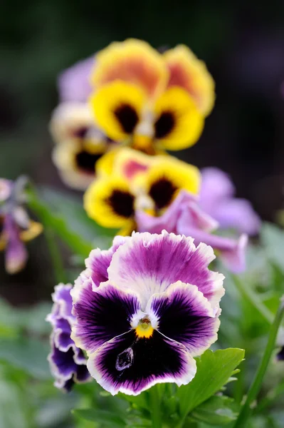 Pansy viola fiori sul letto di fiori — Foto Stock