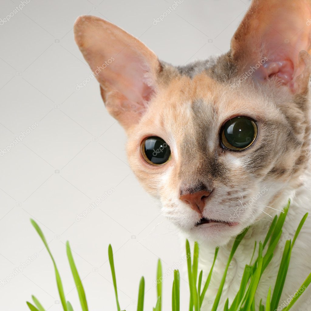 Cute Cat and Green Grass