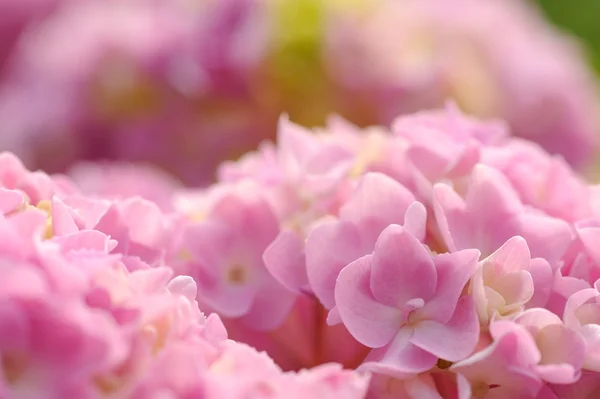 美丽的粉红色绣球鲜花特写 — 图库照片