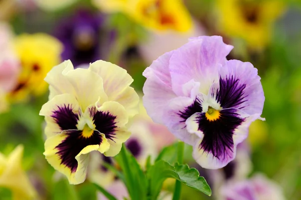 Pensé violetta blommor blomma säng — Stockfoto