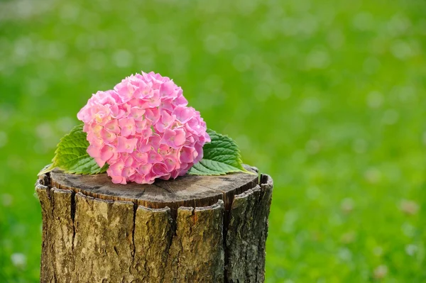 Ağaç kütüğü üzerinde pembe ortanca önümüzdeki — Stok fotoğraf