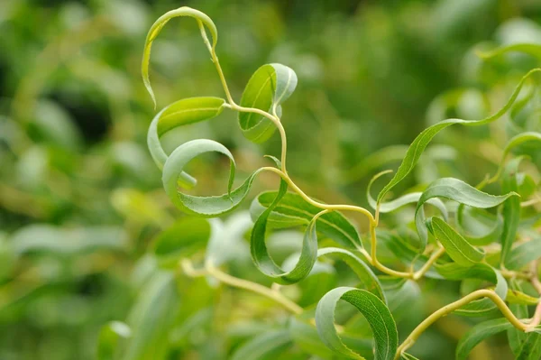 Curly Willow Leaves — Stock Photo, Image