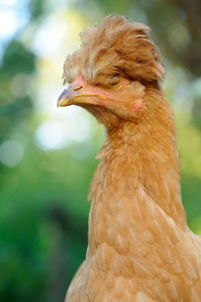 Mignon poulet à crête rouge — Photo