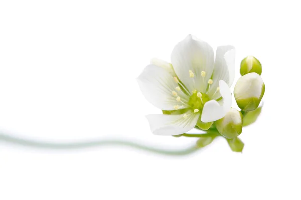 Venusfliegenfalle Blume mit Knospen auf weißem Hintergrund — Stockfoto