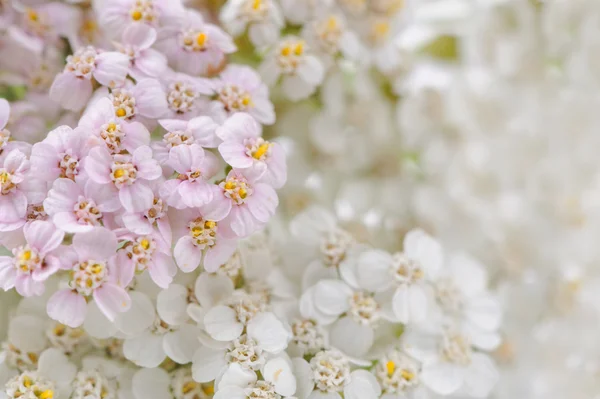 ヤロウ (ノコギリソウ属) の花クローズ アップ — ストック写真