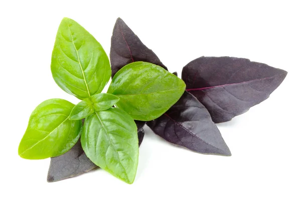 Green and Purple Basil Herb Isolated on White Background — Stock Photo, Image