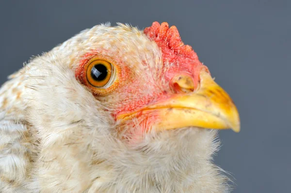 Young Chicken Head Close-Up — Stock Photo, Image