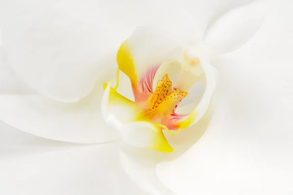 Macro branco da flor da orquídea — Fotografia de Stock