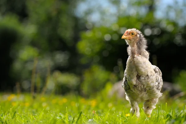 Grey Chicken Outdoors — Stock Photo, Image