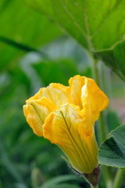 Цветок тыквы в овощном саду — стоковое фото