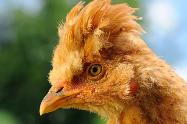 Ładny czerwony dziecko czubaty kurczaka w profilu — Zdjęcie stockowe
