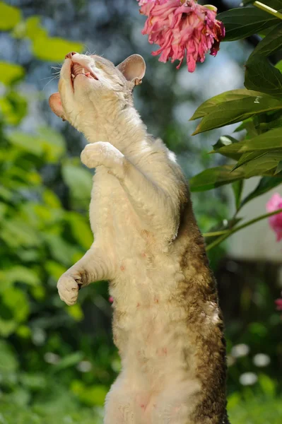 Katze steht auf Hinterbeinen — Stockfoto