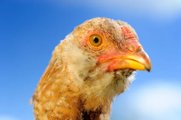 Young Domestic Chicken Closeup — Stock Photo, Image