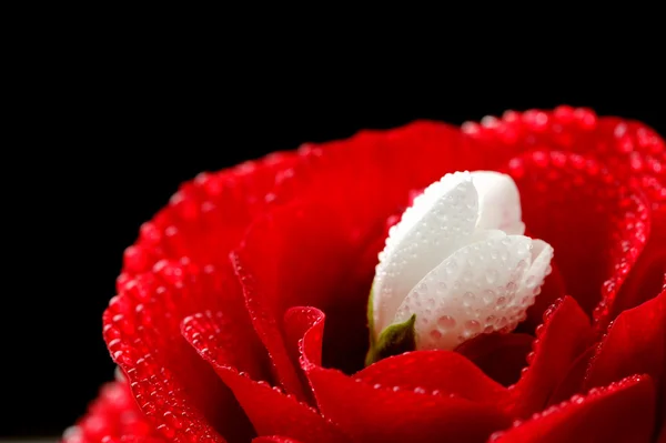 Rosa rossa e fiore di gelsomino bianco con gocce d'acqua sul nero — Foto Stock