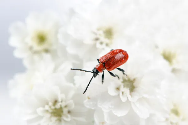 Scarlet lily böceği — Stok fotoğraf