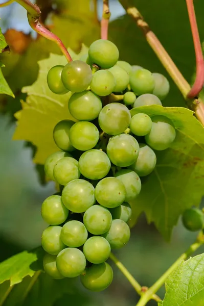 Зеленый виноград на виноградной лозе — стоковое фото